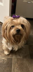 Lost Female Dog last seen Neil , Charlotte, NC 28262