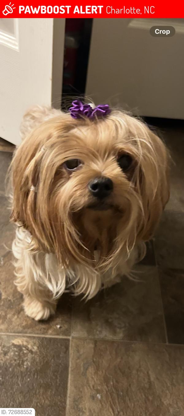 Lost Female Dog last seen Neil , Charlotte, NC 28262