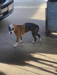 Found/Stray Unknown Dog last seen Hwy 29, Gwinnett County, GA 30044