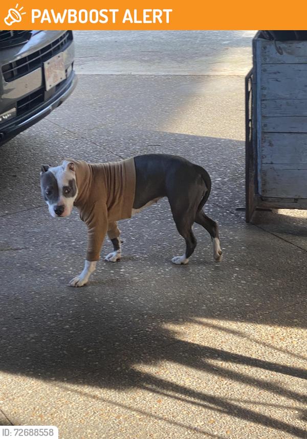 Found/Stray Unknown Dog last seen Hwy 29, Gwinnett County, GA 30044