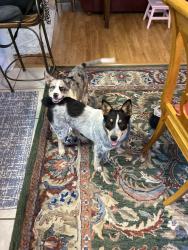 Found/Stray Female Dog last seen Renfro , Burleson, TX 76028