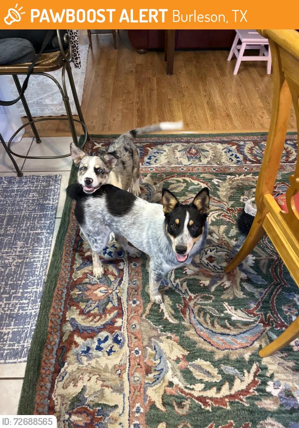 Found/Stray Female Dog last seen Renfro , Burleson, TX 76028