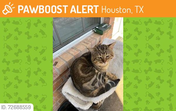 Found/Stray Male Cat last seen Mason & Cinco Ranch Blvd, Houston, TX 77450