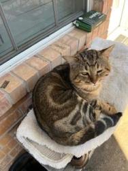 Found/Stray Male Cat last seen Mason & Cinco Ranch Blvd, Houston, TX 77450
