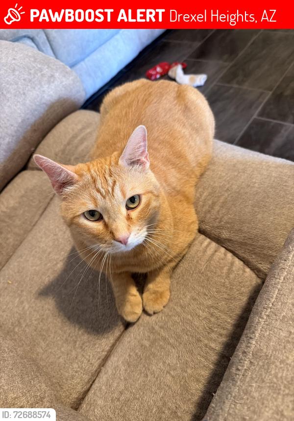 Lost Male Cat last seen Cardinal and Los Reales, Drexel Heights, AZ 85746