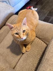 Lost Male Cat last seen Cardinal and Los Reales, Drexel Heights, AZ 85746