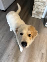 Found/Stray Female Dog last seen Ads reservoir , Houston, TX 77084
