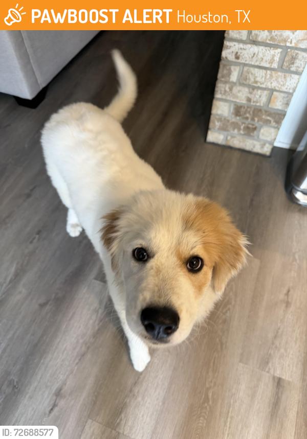 Found/Stray Female Dog last seen Ads reservoir , Houston, TX 77084