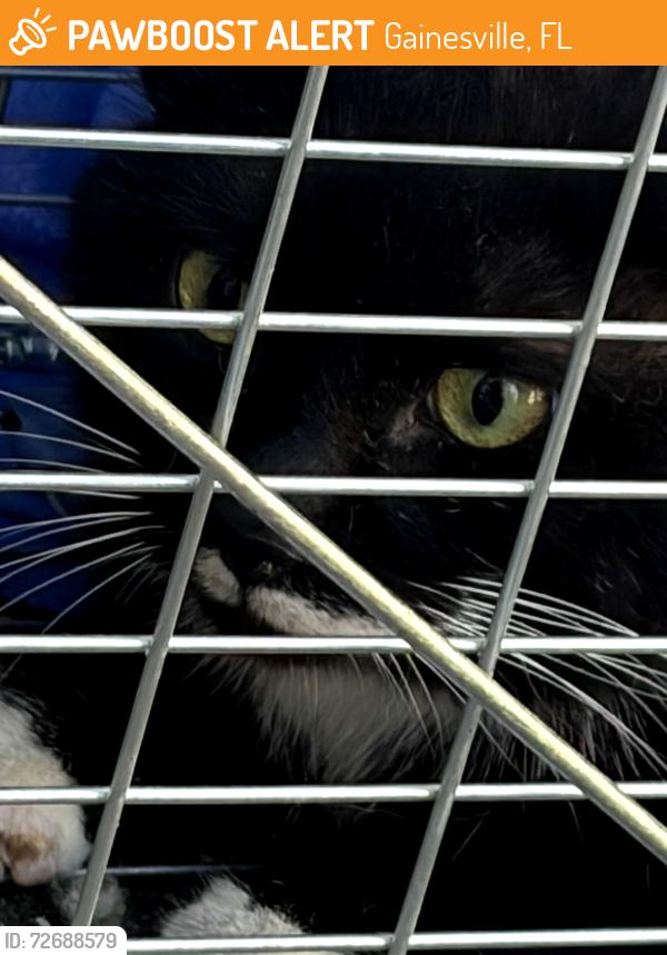 Found/Stray Unknown Cat last seen Ridge at Gainesville apmts, Gainesville, FL 32607