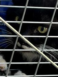 Found/Stray Unknown Cat last seen Ridge at Gainesville apmts, Gainesville, FL 32607