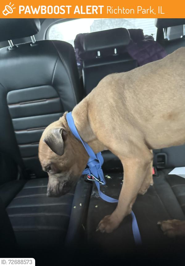 Found/Stray Male Dog last seen Richton park McDonald’s , Richton Park, IL 60471