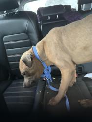Found/Stray Male Dog last seen Richton park McDonald’s , Richton Park, IL 60471
