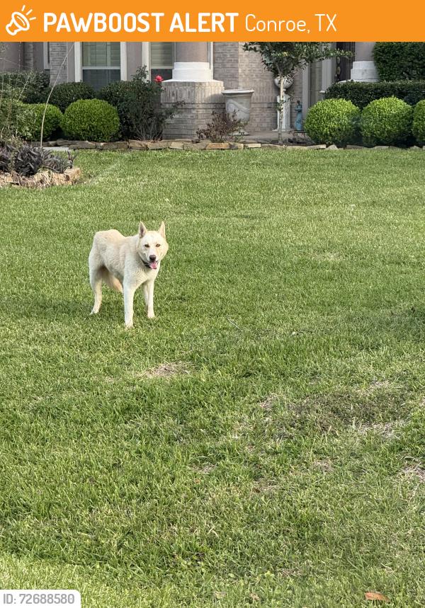 Found/Stray Unknown Dog last seen Crighton crossing and misty safe , Conroe, TX 77302