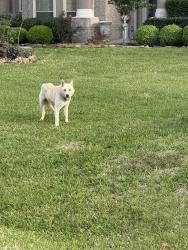 Found/Stray Unknown Dog last seen Crighton crossing and misty safe , Conroe, TX 77302
