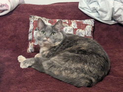 Lost Female Cat last seen Stageline Cir and Whispering Way , Menifee, CA 92584