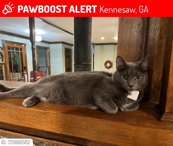 Lost Male Cat last seen Jim Owens and Cobb Parkway, Kennesaw, GA 30152