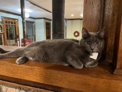 Lost Male Cat last seen Jim Owens and Cobb Parkway, Kennesaw, GA 30152