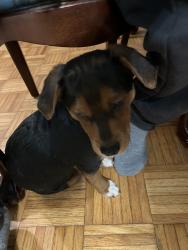 Lost Male Dog last seen belair rd, Baltimore, MD 21206