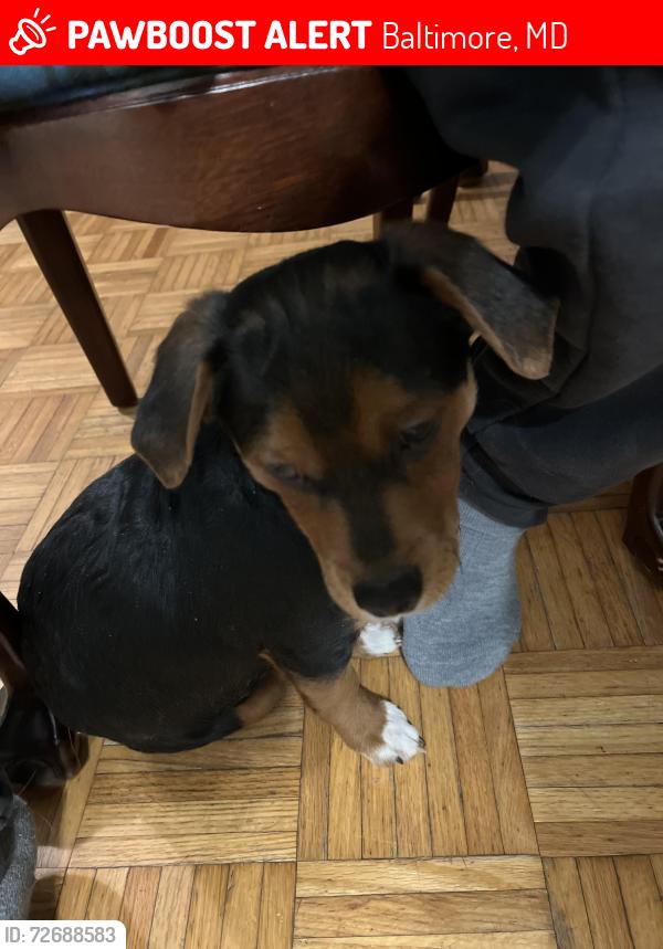Lost Male Dog last seen belair rd, Baltimore, MD 21206