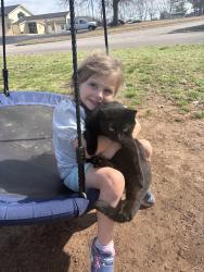 Lost Female Cat last seen Glendale High School, Springfield, MO 65804
