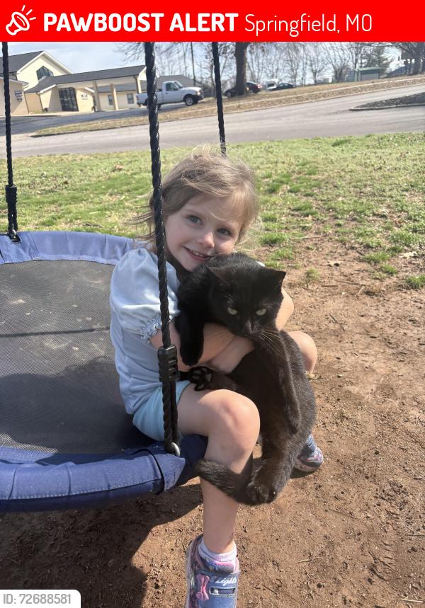 Lost Female Cat last seen Glendale High School, Springfield, MO 65804