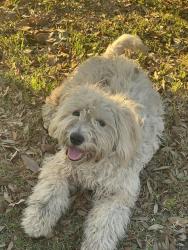 Found/Stray Female Dog last seen Near Stallings Dr Houston,Tx 77088, Houston, TX 77088