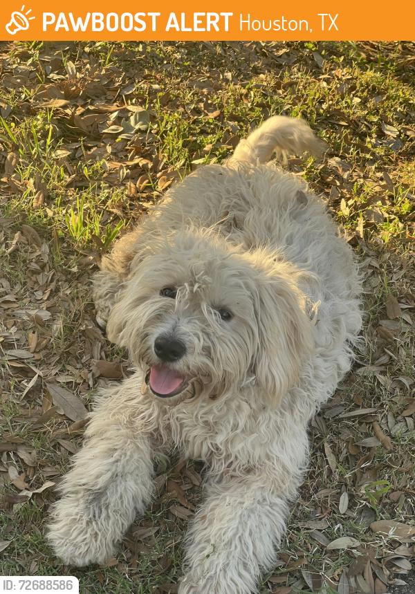 Found/Stray Female Dog last seen Near Stallings Dr Houston,Tx 77088, Houston, TX 77088