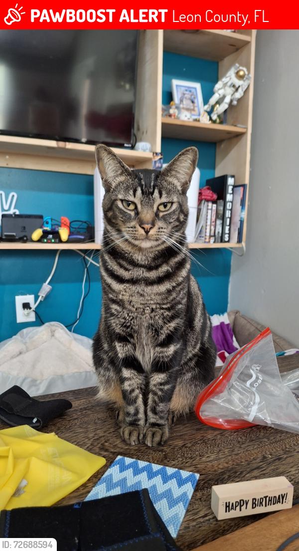 Lost Female Cat last seen Geddie Road Train Tracks, Leon County, FL 32304