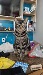 Lost Female Cat last seen Geddie Road Train Tracks, Leon County, FL 32304