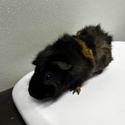 Shelter Stray Female Other last seen , Tampa, FL 33607