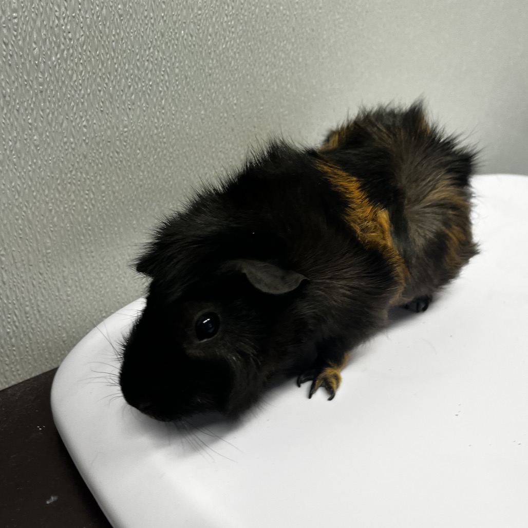 Shelter Stray Female Other last seen , Tampa, FL 33607