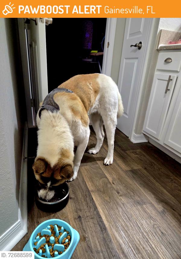 Found/Stray Female Dog last seen Uptown Village apmts Leasing Center, Gainesville, FL 32605