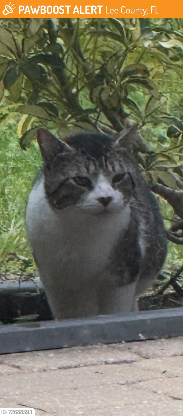 Found/Stray Unknown Cat last seen Winkler Road Extension, Lee County, FL 33908