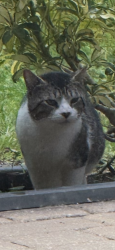 Found/Stray Unknown Cat last seen Winkler Road Extension, Lee County, FL 33908