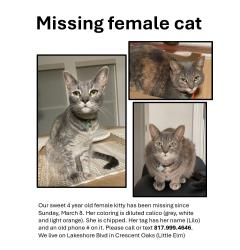 Lost Female Cat last seen Near Lakeshore Blvd, Oak Point, TX 75068