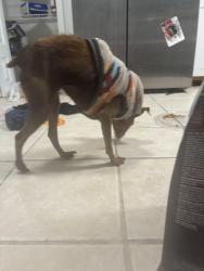 Found/Stray Female Dog last seen She was in my grge , Rio Rancho, NM 87144
