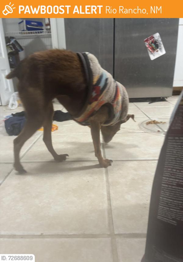 Found/Stray Female Dog last seen She was in my grge , Rio Rancho, NM 87144