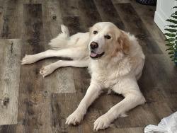 Lost Female Dog last seen The  address, Drayton, ON N0B 2S0