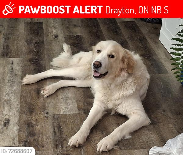 Lost Female Dog last seen The  address, Drayton, ON N0B 2S0