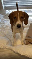 Lost Male Dog last seen PLAZA NORTHGATE PARK, Virginia Beach, VA 23452