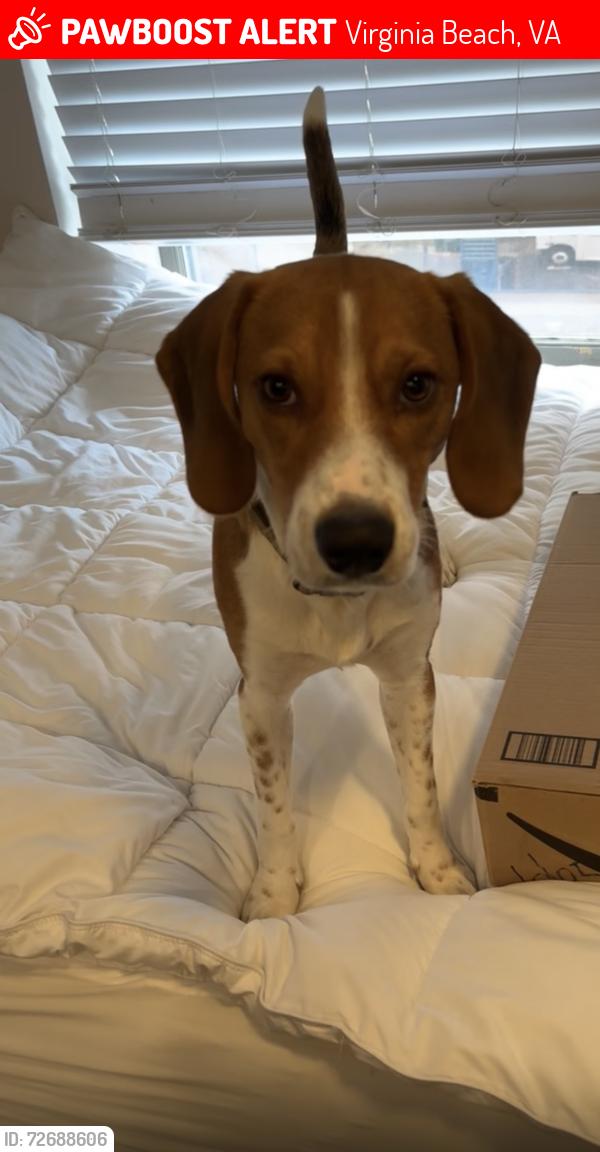 Lost Male Dog last seen PLAZA NORTHGATE PARK, Virginia Beach, VA 23452
