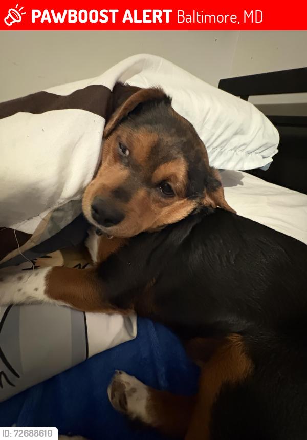 Lost Male Dog last seen Near Belair Road, Baltimore, MD 21206
