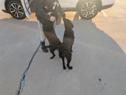 Found/Stray Male Dog last seen PTAA Parking Lot, Greenville, TX 75402