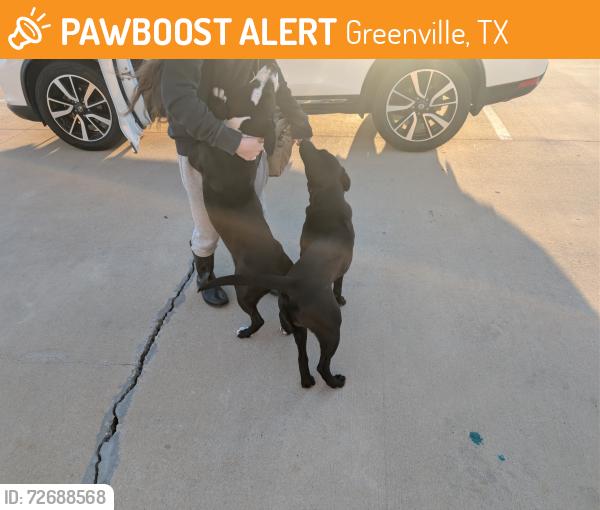Found/Stray Male Dog last seen PTAA Parking Lot, Greenville, TX 75402