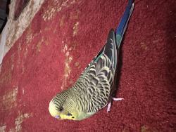 Lost Female Bird last seen Gardena avenue, Fridley, MN 55432