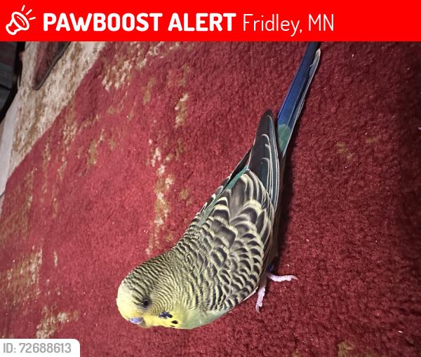 Lost Female Bird last seen Gardena avenue, Fridley, MN 55432
