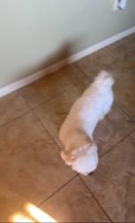 Found/Stray Male Dog last seen Pace giles, Palm Bay, FL 32907