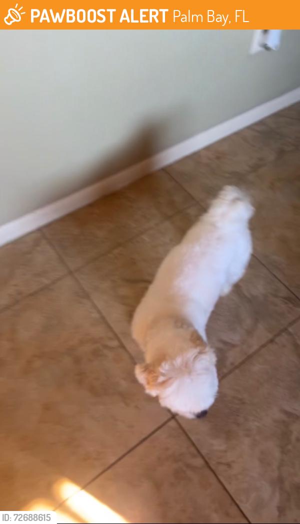 Found/Stray Male Dog last seen Pace giles, Palm Bay, FL 32907
