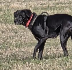 Found/Stray Unknown Dog last seen Next to Means Hardware, Grand Saline, TX 75140