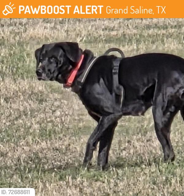 Found/Stray Unknown Dog last seen Next to Means Hardware, Grand Saline, TX 75140